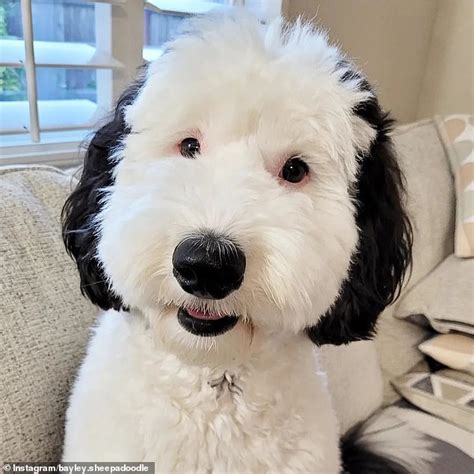 real life snoopy dog breed|Dogs That Look Like Snoopy: 10 Real